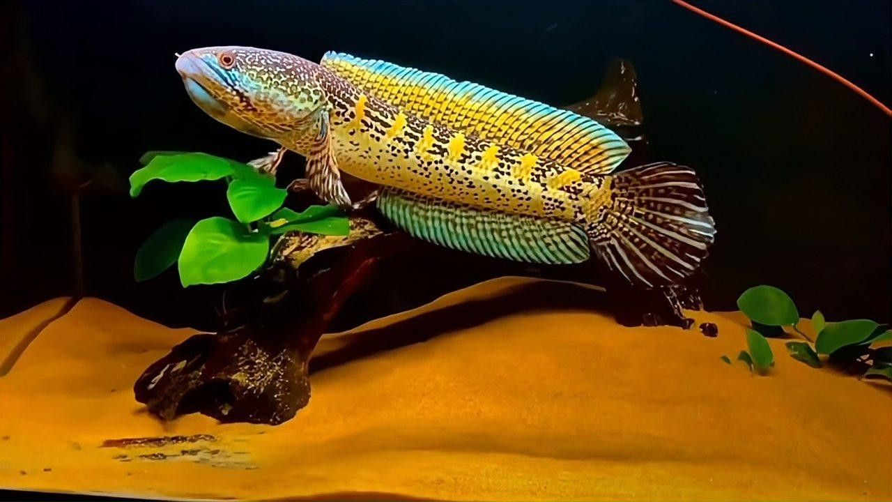 哪種雷龍魚互動性最好（雷龍魚互動性最好時需要考慮幾個關鍵因素）