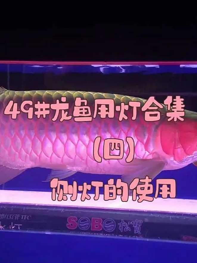 龍魚燈光擺放視頻推薦