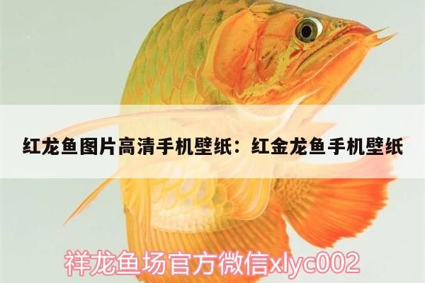 紅龍魚圖片高清手機壁紙:紅金龍魚手機壁紙