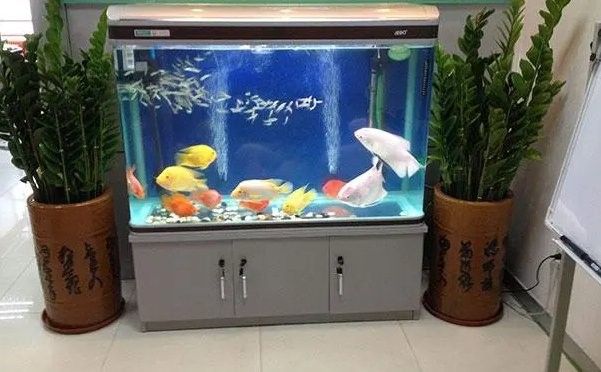 龍魚缸黃色燈光應該如何擺放 龍魚缸黃色燈光應該如何擺放 龍魚百科 第2張