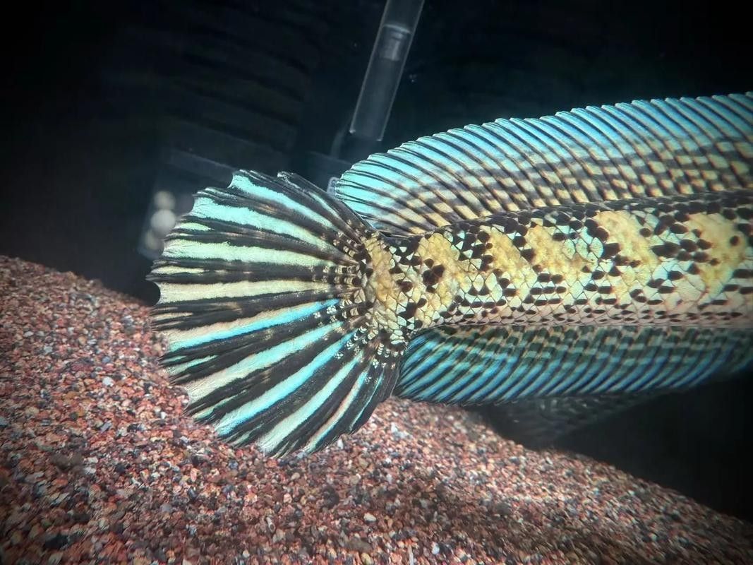 能推薦幾款適合拍攝龍魚的魚眼鏡頭嗎
