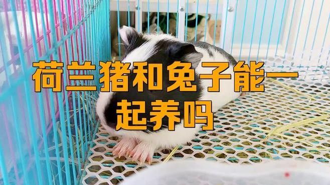 荷蘭豬和哪些寵物可以一起養（可以與荷蘭豬一起養的寵物有哪些？） 荷蘭豬和哪些寵物可以一起養（可以與荷蘭豬一起養的寵物有哪些？） 龍魚百科 第1張