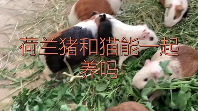 荷蘭豬和哪些寵物可以一起養（可以與荷蘭豬一起養的寵物有哪些？） 荷蘭豬和哪些寵物可以一起養（可以與荷蘭豬一起養的寵物有哪些？） 龍魚百科 第8張