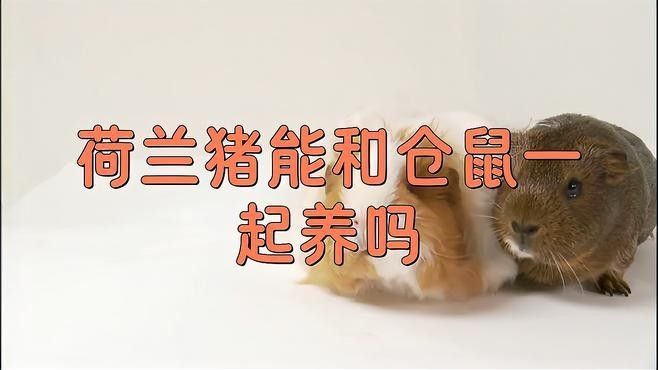 荷蘭豬和哪些寵物可以一起養（可以與荷蘭豬一起養的寵物有哪些？） 荷蘭豬和哪些寵物可以一起養（可以與荷蘭豬一起養的寵物有哪些？） 龍魚百科 第9張