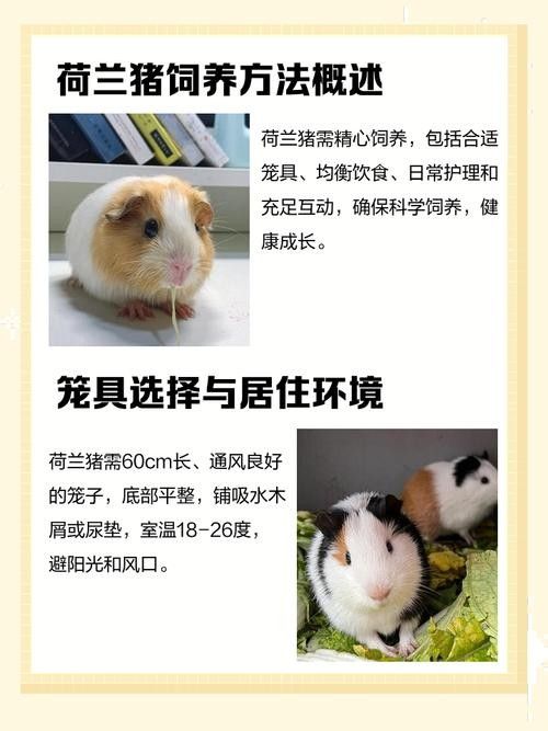 荷蘭豬和哪些寵物可以一起養（可以與荷蘭豬一起養的寵物有哪些？） 荷蘭豬和哪些寵物可以一起養（可以與荷蘭豬一起養的寵物有哪些？） 龍魚百科 第5張