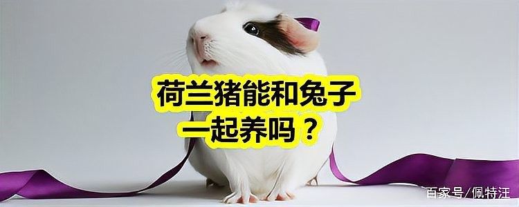 荷蘭豬和哪些寵物可以一起養（可以與荷蘭豬一起養的寵物有哪些？） 荷蘭豬和哪些寵物可以一起養（可以與荷蘭豬一起養的寵物有哪些？） 龍魚百科 第10張