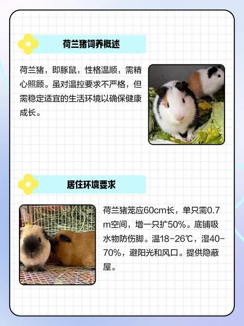 荷蘭豬和哪些寵物可以一起養（可以與荷蘭豬一起養的寵物有哪些？） 荷蘭豬和哪些寵物可以一起養（可以與荷蘭豬一起養的寵物有哪些？） 龍魚百科 第2張