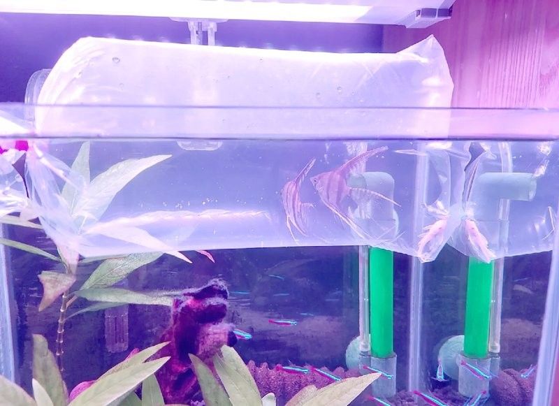 如何設(shè)置七鰭過背金龍的水族箱溫度（如何設(shè)置七鰭過背金龍的水族箱水溫）