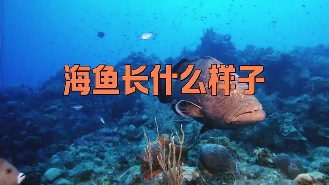 哪種海魚(yú)最像金龍魚(yú)（水中游動(dòng)似金龍魚(yú)與海魚(yú)的區(qū)別，網(wǎng)友：敖丙會(huì)去找你貍貓之一的動(dòng)物圈）