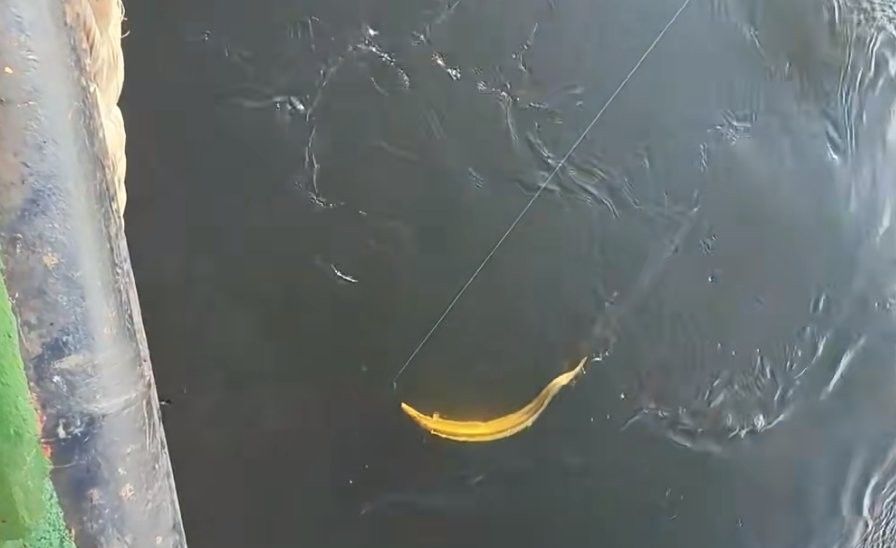 哪種海魚(yú)最像金龍魚(yú)（水中游動(dòng)似金龍魚(yú)與海魚(yú)的區(qū)別，網(wǎng)友：敖丙會(huì)去找你貍貓之一的動(dòng)物圈）