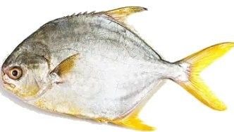 哪種海魚最像金龍魚（水中游動(dòng)似金龍魚與海魚的區(qū)別，網(wǎng)友：敖丙會(huì)去找你貍貓之一的動(dòng)物圈）