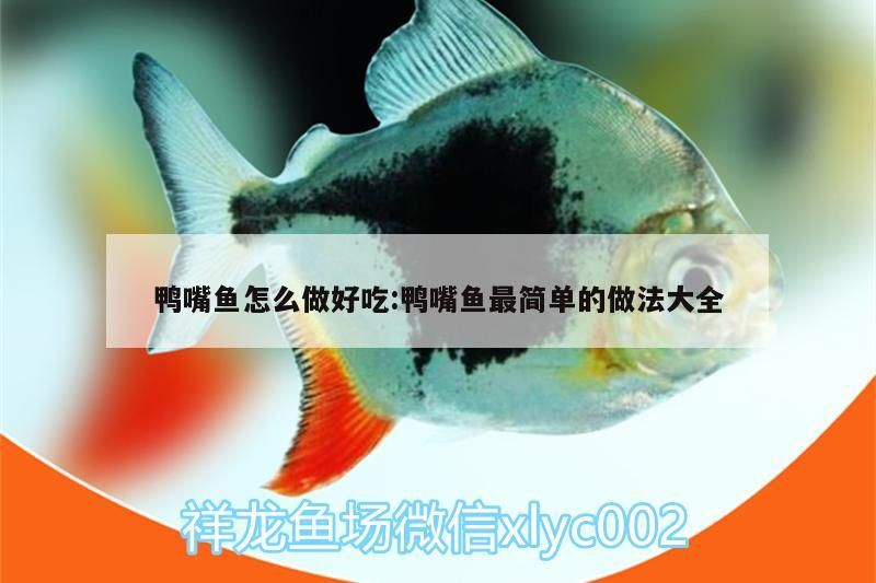 魚缸用增氧泵價格是多少:魚缸增氧機-xtrac增氧機-xtrac增氧機 鴨嘴魚怎么做好吃:鴨嘴魚最簡單的做法大全 觀賞魚百科 鴨嘴魚怎么做好吃:鴨嘴魚最簡單的做法大全 鴨嘴魚怎么做好吃:鴨嘴魚最簡單的做法大全 觀賞魚百科