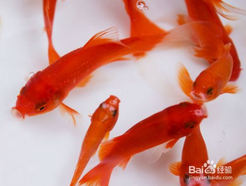 龍魚體表細菌感染圖解大全（龍魚體表細菌感染圖解大全圖片）（龍魚體表細菌感染的癥狀）