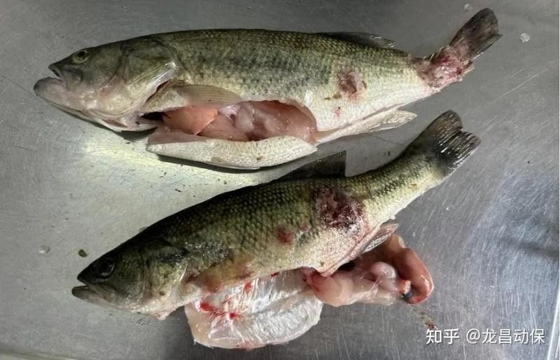 紅龍魚歪游會自愈嗎？