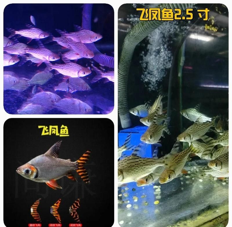 飛鳳魚(yú)對(duì)龍魚(yú)有影響嗎