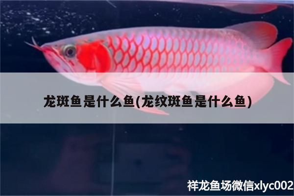 龍斑魚是什么魚(龍紋斑魚是什么魚)（龍斑魚是什么魚）