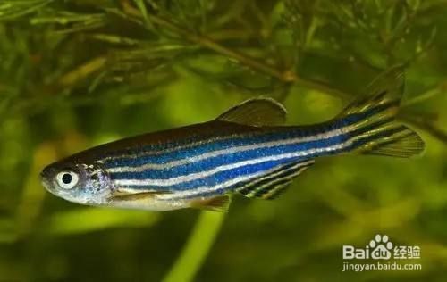 龍魚的性別辨別方法包括觀察其體型、鱗片特征以及繁殖行為，如何判斷紅龍魚的性別 龍魚的性別辨別方法包括觀察其體型、鱗片特征以及繁殖行為，如何判斷紅龍魚的性別 龍魚百科 第1張