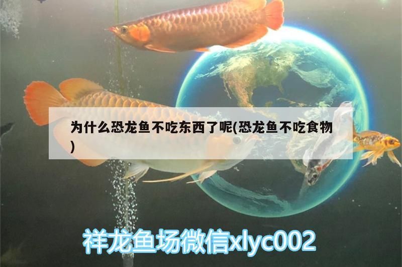 為什么恐龍魚不吃東西了呢(恐龍魚不吃食物) 為什么恐龍魚不吃東西了呢(恐龍魚不吃食物) 觀賞魚百科