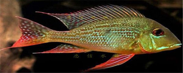 金龍魚拍賣1個億是真的嗎：金龍魚拍賣1個億是真的嗎金龍魚拍賣1個億是真的嗎