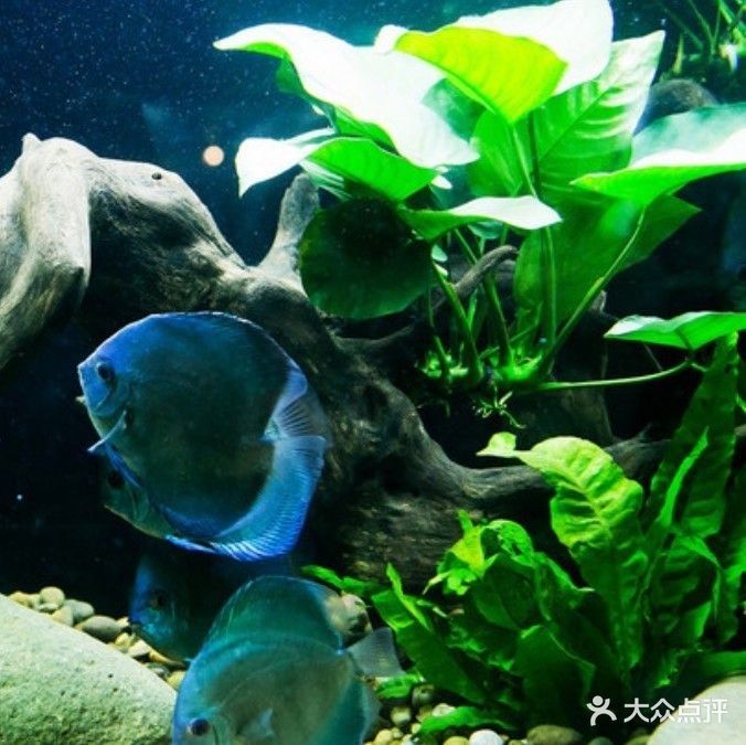 有沒有推薦的濟南龍魚店？（濟南哪里有龍魚店）