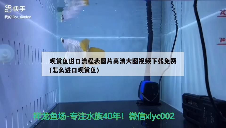 觀賞魚進(jìn)口流程表圖片高清大圖視頻下載免費(fèi)(怎么進(jìn)口觀賞魚) 觀賞魚進(jìn)口流程表圖片高清大圖視頻下載免費(fèi)(怎么進(jìn)口觀賞魚) 觀賞魚百科