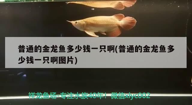 維修魚缸水泵電話(上門維修魚缸電話 24小時報修熱線) 觀賞魚百科 第2張 維修魚缸水泵電話(上門維修魚缸電話 24小時報修熱線) 維修魚缸水泵電話(上門維修魚缸電話 24小時報修熱線) 觀賞魚百科 第2張