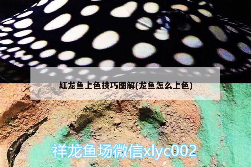 紅龍魚上色技巧圖解(龍魚怎么上色) 紅龍魚上色技巧圖解(龍魚怎么上色) 觀賞魚百科