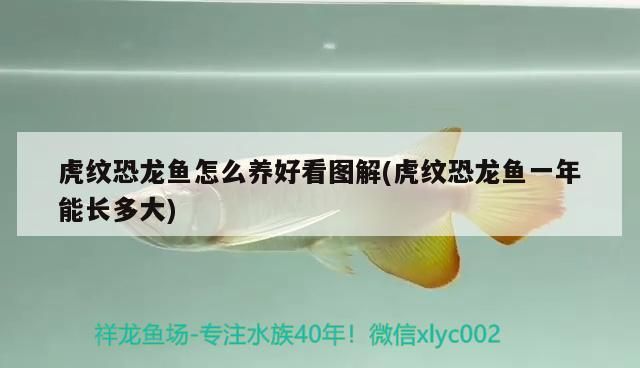 虎紋恐龍魚怎么養好看圖解(虎紋恐龍魚一年能長多大)
