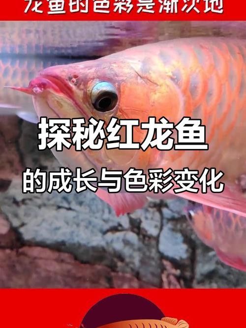 給我一張紅龍魚生長階段對比圖（富媒體素材庫中的高清圖集：紅龍魚生長階段的對比圖）