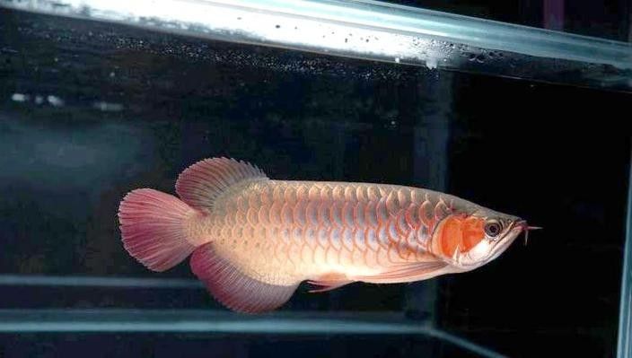 給我一張紅龍魚生長階段對比圖（富媒體素材庫中的高清圖集：紅龍魚生長階段的對比圖）