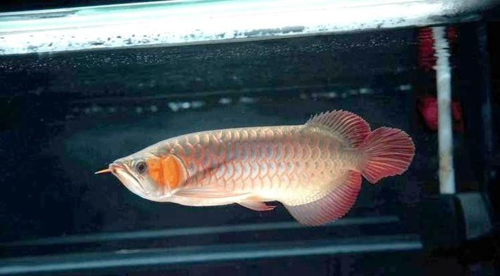 給我一張紅龍魚生長階段對比圖（富媒體素材庫中的高清圖集：紅龍魚生長階段的對比圖）