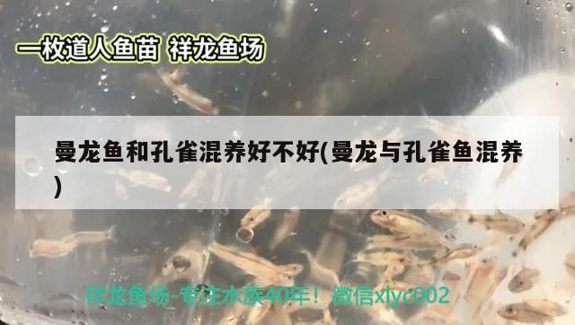 曼龍魚(yú)和孔雀混養(yǎng)好不好(曼龍與孔雀魚(yú)混養(yǎng))（曼龍魚(yú)和孔雀混養(yǎng)好不好）