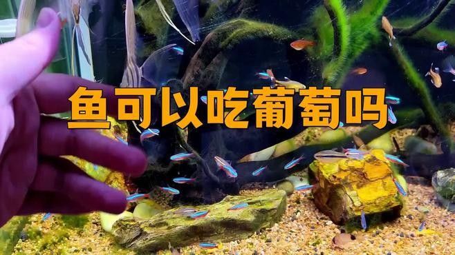 金龍魚吃葡萄的最佳時間（關于金龍魚吃葡萄的最佳時間）