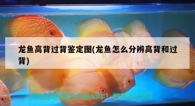 龍魚高背過背鑒定圖(龍魚怎么分辨高背和過背)（如何區(qū)分龍魚的高背和過背）