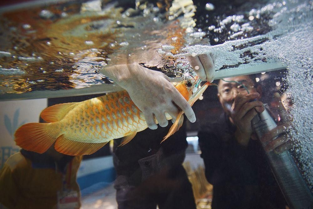 陳倉哪個水族館龍魚好？祥龍魚場龍魚（祥龍魚場的龍魚價格如何？） 陳倉哪個水族館龍魚好？祥龍魚場龍魚（祥龍魚場的龍魚價格如何？） 龍魚百科 第7張
