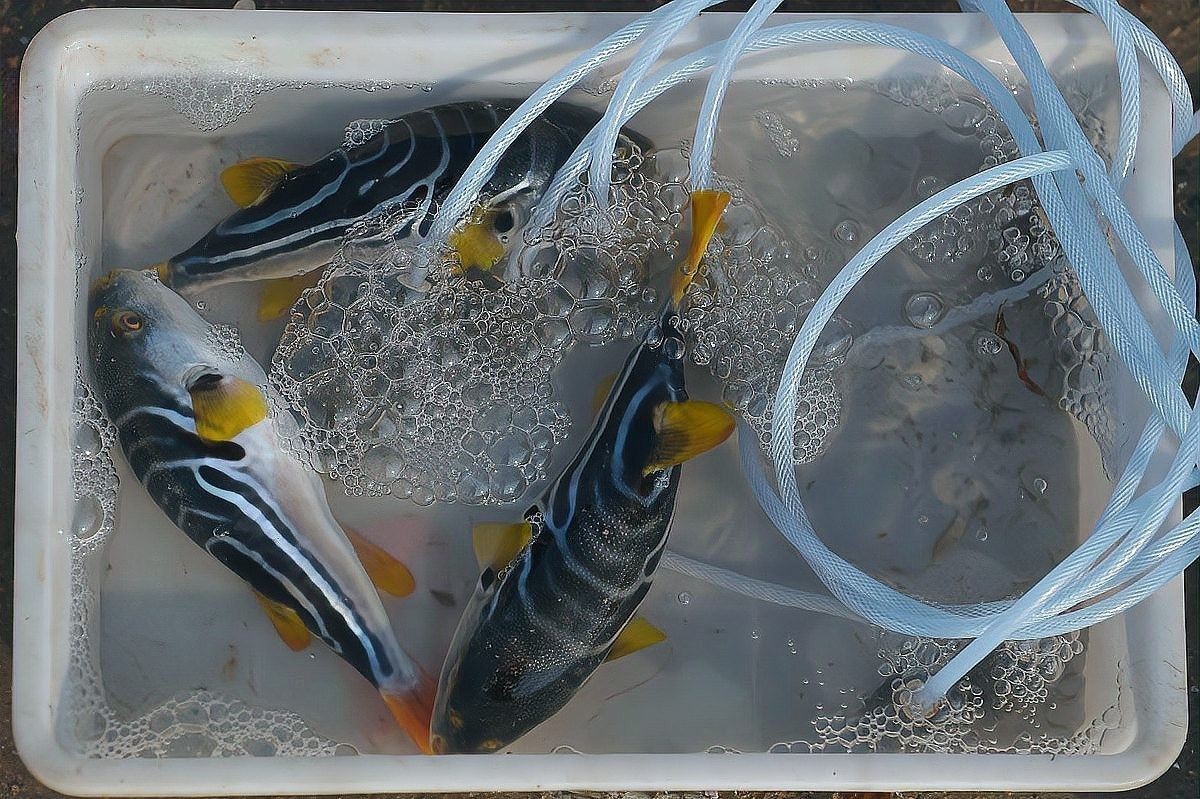 深海龍魚繁殖過程中有哪些風(fēng)險(xiǎn)（深海龍魚的繁殖過程充滿挑戰(zhàn)）