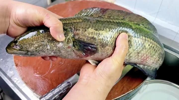 黑魚有哪些烹飪方法？（博禾醫(yī)生黑魚怎么做好吃博禾醫(yī)生教你黑魚湯的做法） 黑魚有哪些烹飪方法？（博禾醫(yī)生黑魚怎么做好吃博禾醫(yī)生教你黑魚湯的做法） 龍魚百科 第5張