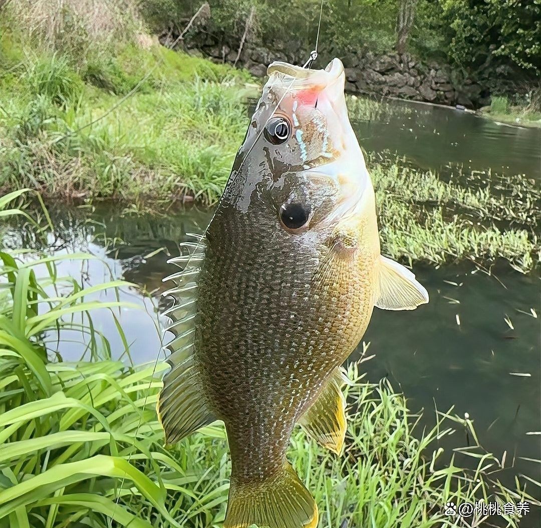 黑魚有哪些烹飪方法？（博禾醫(yī)生黑魚怎么做好吃博禾醫(yī)生教你黑魚湯的做法） 黑魚有哪些烹飪方法？（博禾醫(yī)生黑魚怎么做好吃博禾醫(yī)生教你黑魚湯的做法） 龍魚百科 第7張