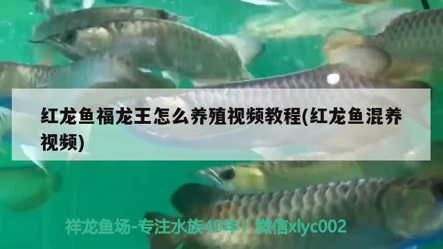 白化恐龍魚好養嗎(白化龍魚百度百科)（福龍王怎么養殖視頻教程） 白化恐龍魚好養嗎(白化龍魚百度百科)（福龍王怎么養殖視頻教程） 觀賞魚百科