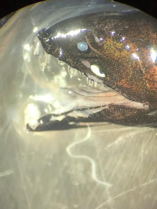 給我更多高鰭龍魚的圖片（蒙特利灣水族館研究所原始影像資料：高鰭龍魚的奧秘）