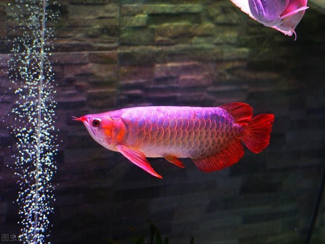 給我更多高鰭龍魚的圖片（蒙特利灣水族館研究所原始影像資料：高鰭龍魚的奧秘）