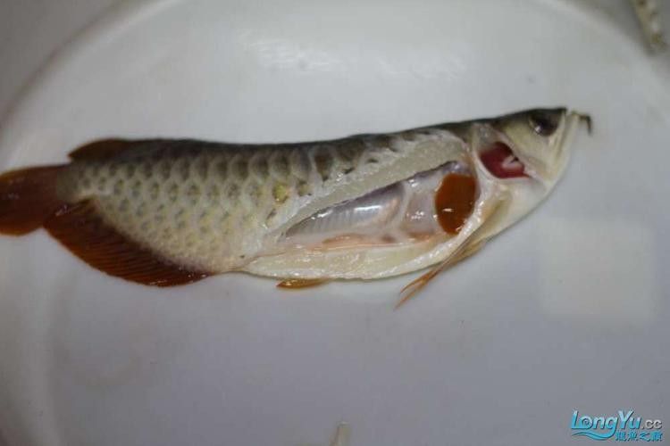給我更多高鰭龍魚的圖片（蒙特利灣水族館研究所原始影像資料：高鰭龍魚的奧秘）