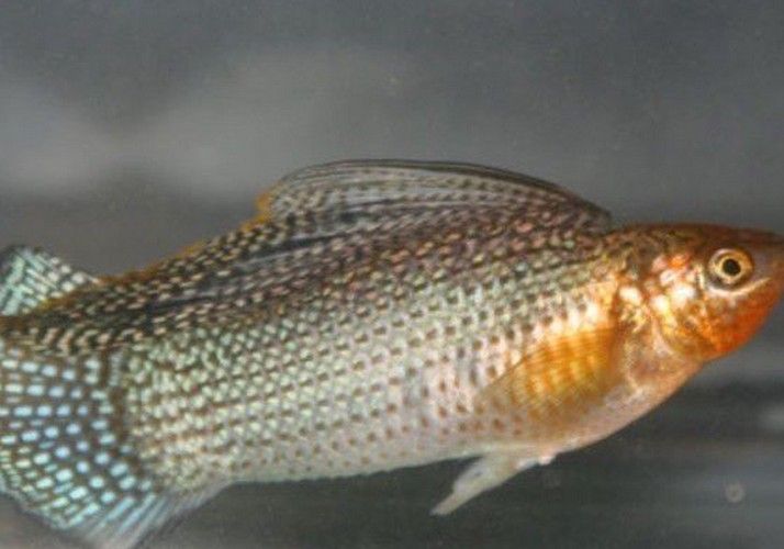 給我更多高鰭龍魚的圖片（蒙特利灣水族館研究所原始影像資料：高鰭龍魚的奧秘）