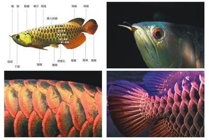 給我更多高鰭龍魚的圖片（蒙特利灣水族館研究所原始影像資料：高鰭龍魚的奧秘）
