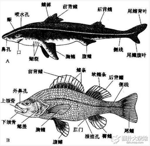 給我更多高鰭龍魚的圖片（蒙特利灣水族館研究所原始影像資料：高鰭龍魚的奧秘）