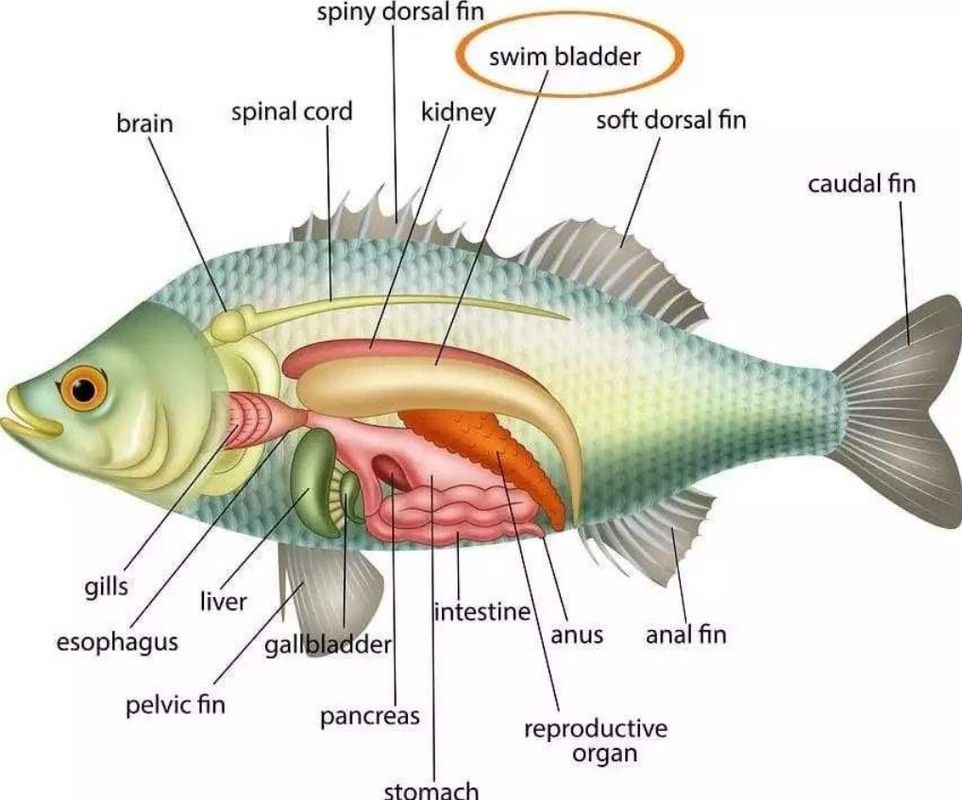 給我更多高鰭龍魚的圖片（蒙特利灣水族館研究所原始影像資料：高鰭龍魚的奧秘）
