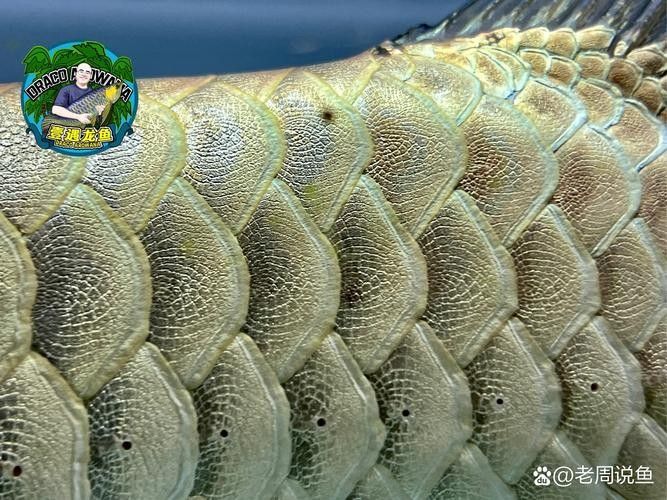 給我更多高鰭龍魚的圖片（蒙特利灣水族館研究所原始影像資料：高鰭龍魚的奧秘）
