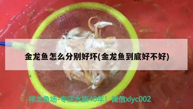 金龍魚怎么分別好壞(金龍魚到底好不好)（金龍魚怎么分別好壞）