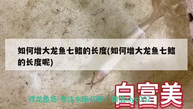 如何增大龍魚七鰭的長度(如何增大龍魚七鰭的長度呢)（如何增大龍魚七鰭的長度） 如何增大龍魚七鰭的長度(如何增大龍魚七鰭的長度呢)（如何增大龍魚七鰭的長度） 觀賞魚百科