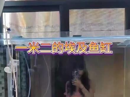 如何設置彩蝶埃及缸的過濾系統（如何設置彩蝶埃及缸過濾系統） 如何設置彩蝶埃及缸的過濾系統（如何設置彩蝶埃及缸過濾系統） 龍魚百科 第3張